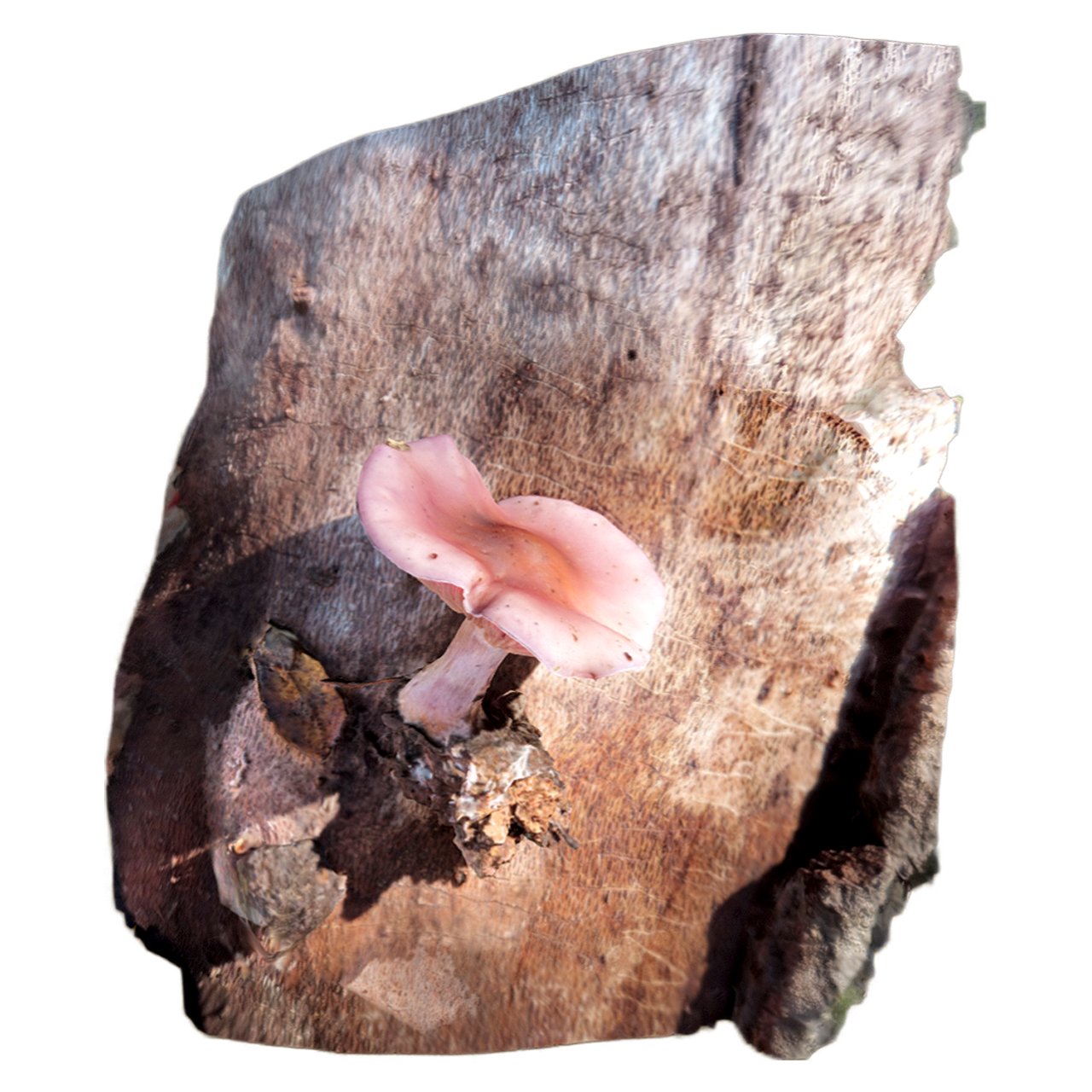 蓝盖菇 | 蘑菇,蘑菇3D模型,真菌,蓝盖菇,蓝圆头菌,StrophariaCaeruleaKreisel,盖菇科,盖菇,蓝圆头菇,真菌类,3D模型,3D打印,3D素材,obj,glTF,fbx,dae,stl,3ds,glb,usdz,3dmax,blender模型,VisionPro,3D建模,3D扫描,3d打印模型