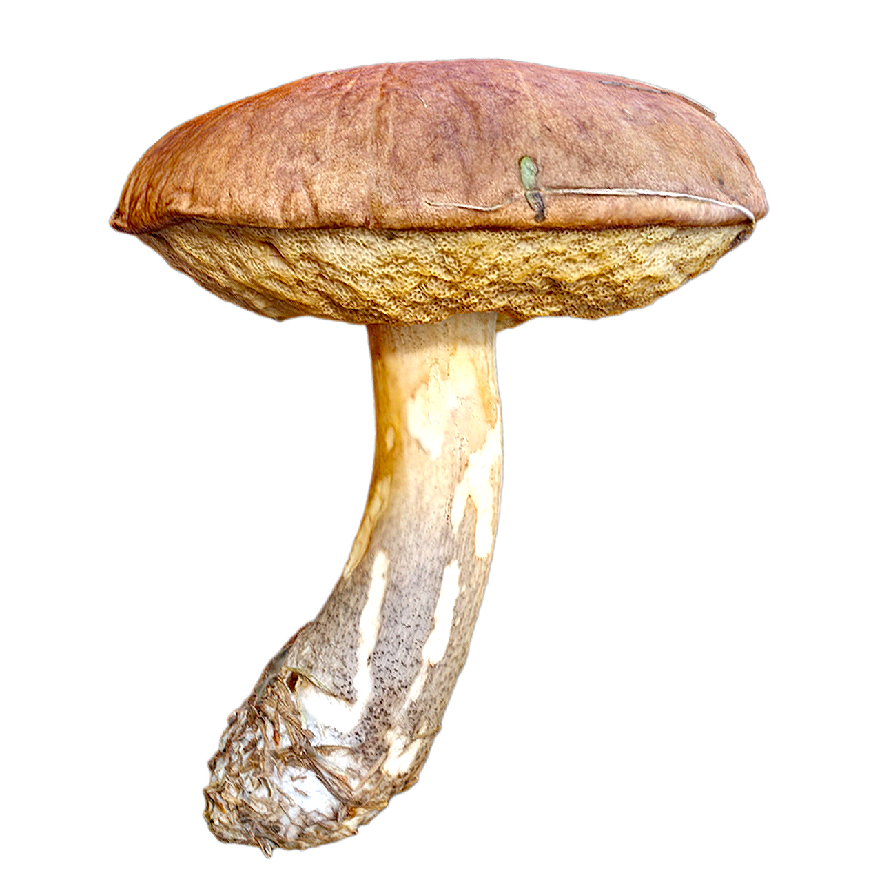 黄褐牛肝菌 | 蘑菇,牛肝菌,蘑菇3D模型,真菌,牛肝菌科,可食用菌,食用菌,黄褐牛肝菌,BoletusImpolitus,黄见手,3D模型,3D打印,3D素材,obj,glTF,fbx,dae,stl,3ds,glb,usdz,3dmax,blender模型,VisionPro,3D建模,3D扫描,3d打印模型