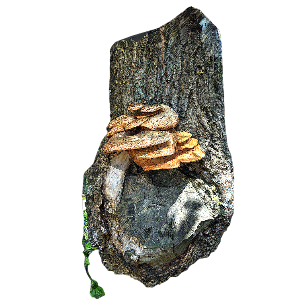 树桩上的鳞蜡孔菌 | 枯树,树桩,蘑菇,蘑菇3D模型,真菌,多孔菌科,鳞蜡孔菌,PolyporusSquamosus,菌类,宽鳞多孔菌,3D模型,3D打印,3D素材,obj,glTF,fbx,dae,stl,3ds,glb,usdz,3dmax,blender模型,VisionPro,3D建模,3D扫描,3d打印模型