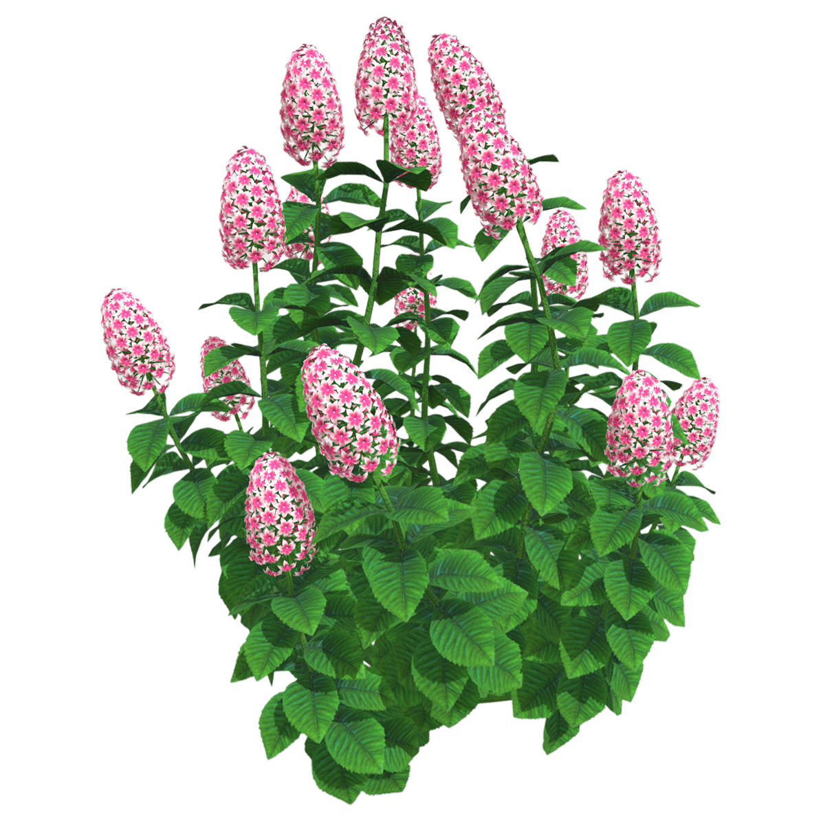 福禄考  | 花卉,植物,鲜花,花卉3D模型,绣球花,蓝绣球,小天蓝绣球,PhloxDrummondiiHook.,福禄考,花荵科,3D模型,3D打印,3D素材,obj,glTF,fbx,dae,stl,3ds,glb,usdz,3dmax,blender模型,VisionPro,3D建模,3D扫描,3d打印模型