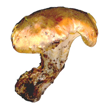 鸡油菌