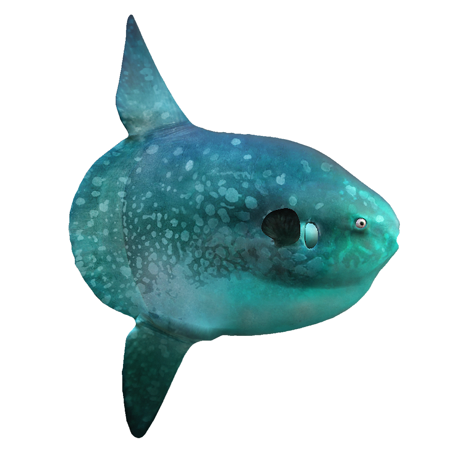 翻车鲀 | 鱼类,海洋生物,动物3D模型,脊椎动物,翻车鲀,翻车鱼,翻车鲀科,太阳鱼,翻车鲀动画,MolaMola,3D模型,3D打印,3D素材,obj,glTF,fbx,dae,stl,3ds,glb,usdz,3dmax,blender模型,VisionPro,3D建模,3D扫描,3d打印模型