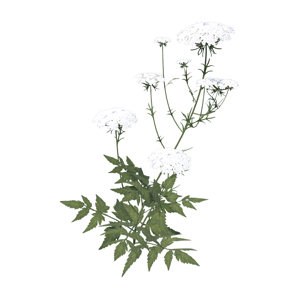 野胡萝卜花 | 花卉,植物,草本植物,植物3D模型,被子植物,伞形科,胡萝卜,野胡萝卜,野菜,胡萝卜花,3D模型,3D打印,3D素材,obj,glTF,fbx,dae,stl,3ds,glb,usdz,3dmax,blender模型,VisionPro,3D建模,3D扫描,3d打印模型