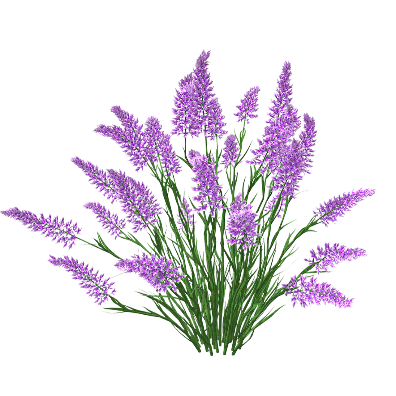 狭叶薰衣草 | 花卉,植物,草本植物,鲜花,灌木,花卉3D模型,唇形科,薰衣草,狭叶薰衣草,Lavandula,3D模型,3D打印,3D素材,obj,glTF,fbx,dae,stl,3ds,glb,usdz,3dmax,blender模型,VisionPro,3D建模,3D扫描,3d打印模型