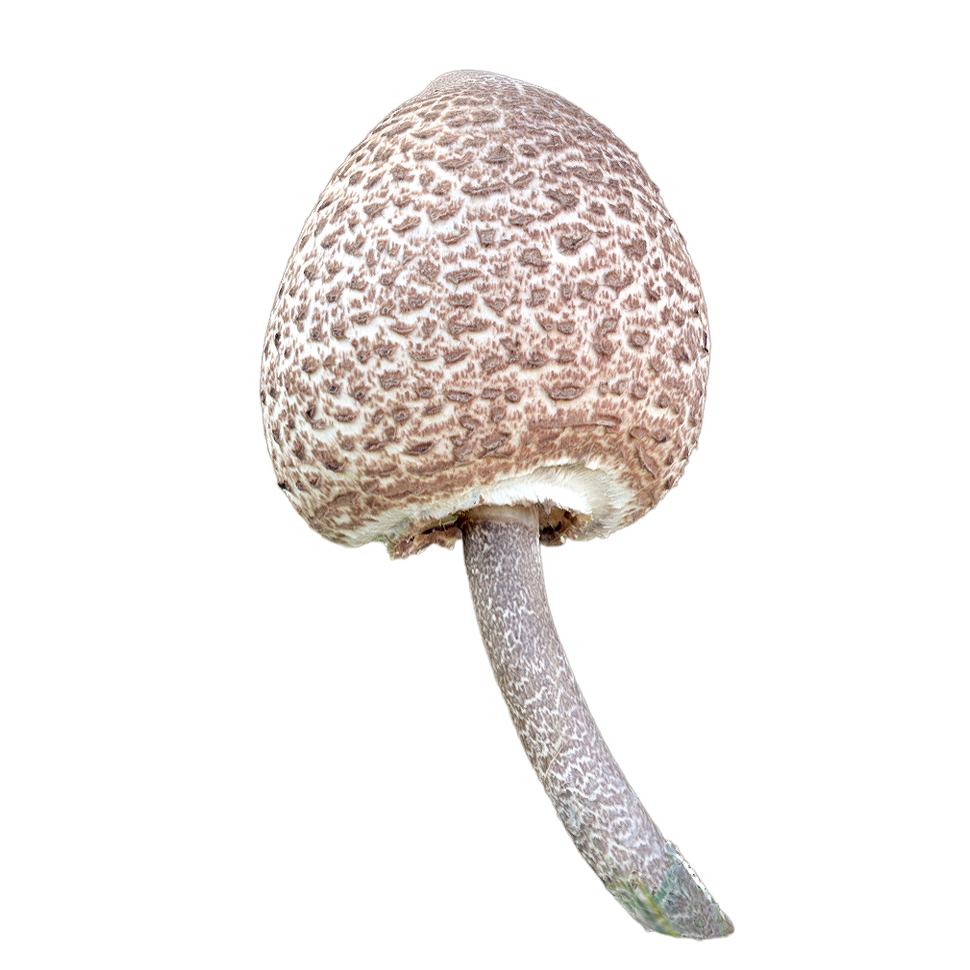 大青褶伞 | 蘑菇,毒蘑菇,蘑菇3D模型,真菌,大型蘑菇,菌类,大青褶伞,青褶伞,ChlorophyllumMolybdites,蘑菇科,3D模型,3D打印,3D素材,obj,glTF,fbx,dae,stl,3ds,glb,usdz,3dmax,blender模型,VisionPro,3D建模,3D扫描,3d打印模型