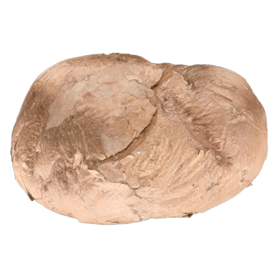 大秃马勃 | 蘑菇,蘑菇3D模型,真菌,可食用菌,食用菌,大秃马勃,秃马勃,CalvatiaGigantea,马勃科,马勃,3D模型,3D打印,3D素材,obj,glTF,fbx,dae,stl,3ds,glb,usdz,3dmax,blender模型,VisionPro,3D建模,3D扫描,3d打印模型