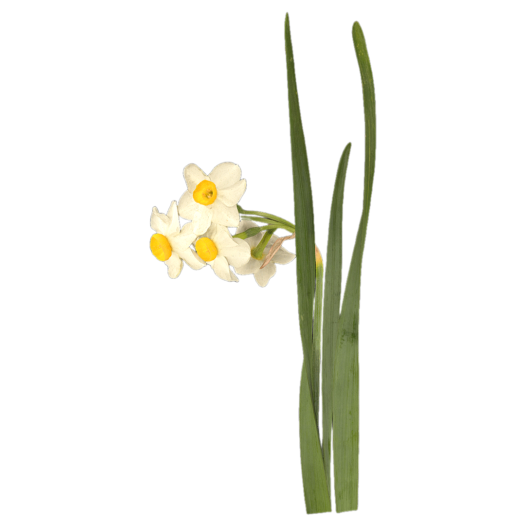 水仙花 | 花卉,植物,草本植物,花卉3D模型,水仙花,水仙,是酸科,中国水仙,Narcissus,多花水仙,3D模型,3D打印,3D素材,obj,glTF,fbx,dae,stl,3ds,glb,usdz,3dmax,blender模型,VisionPro,3D建模,3D扫描,3d打印模型