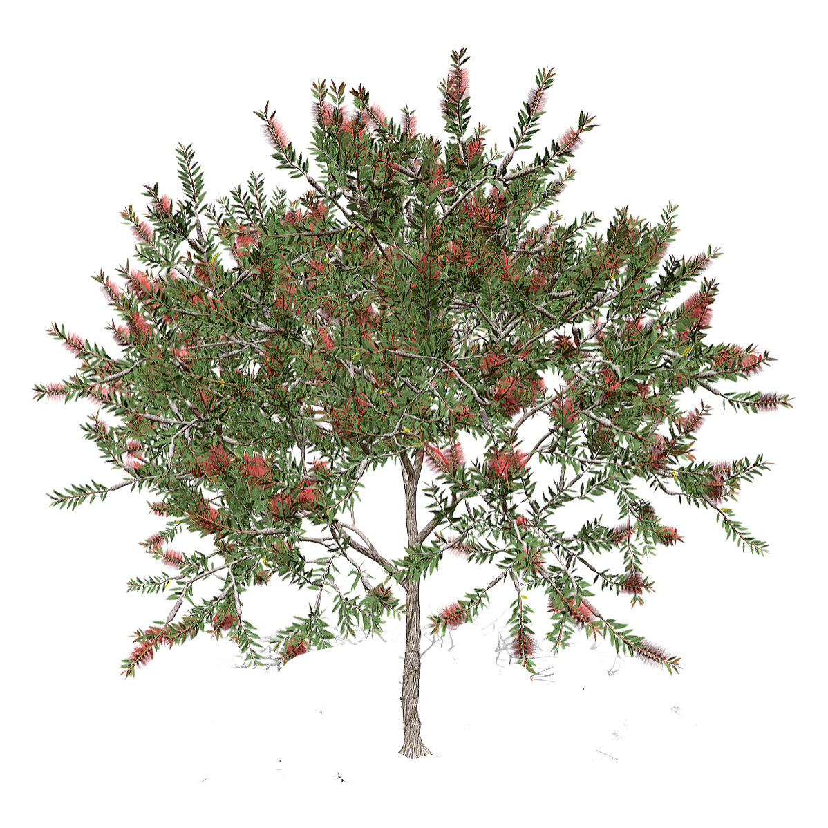 红千层 | 植物,树木,乔木,树木3D模型,被子植物,常绿小乔木,观赏绿植,红千层,CallistemonRigidusR.Br.,桃金娘科,3D模型,3D打印,3D素材,obj,glTF,fbx,dae,stl,3ds,glb,usdz,3dmax,blender模型,VisionPro,3D建模,3D扫描,3d打印模型