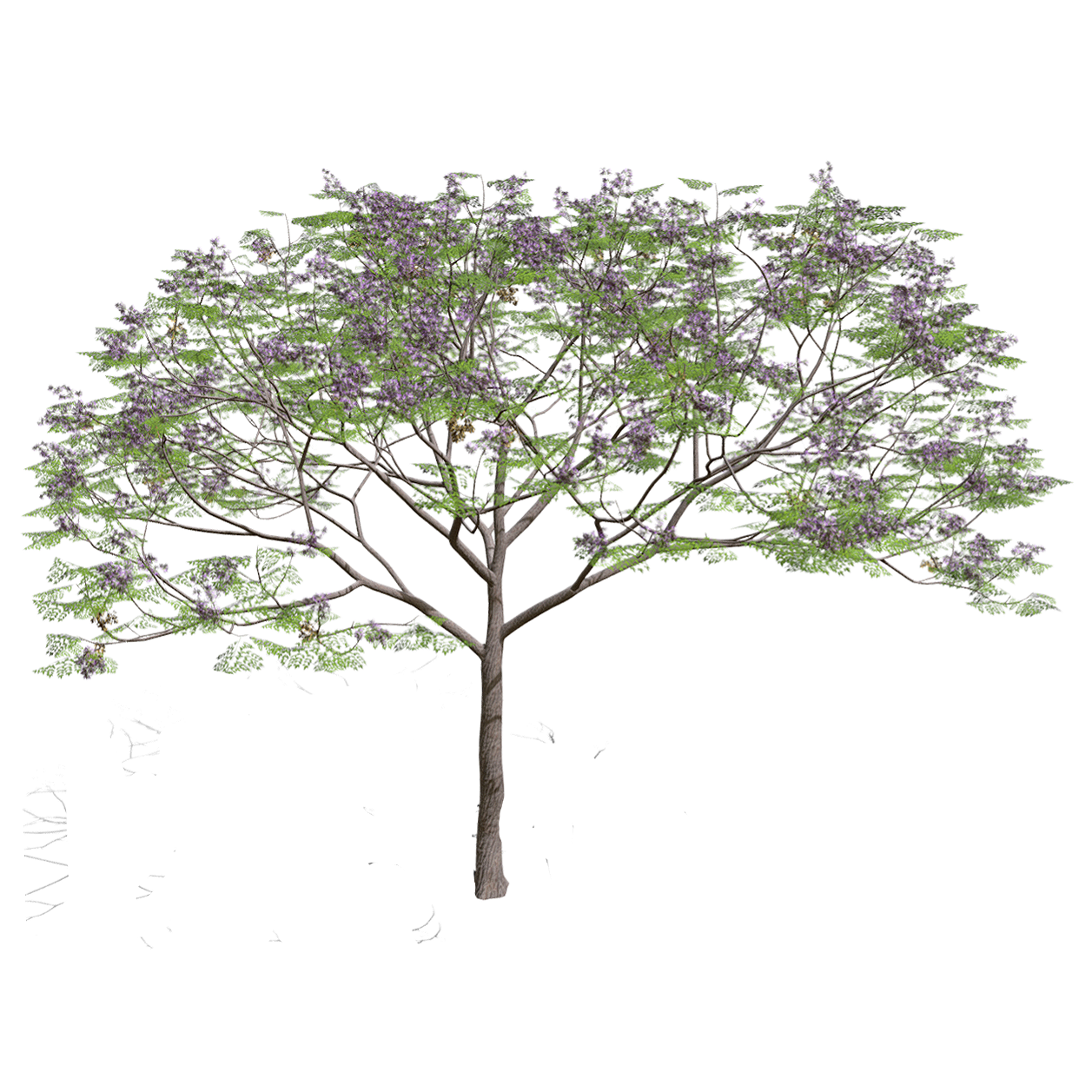 苦楝木 | 木头,树木,落叶乔木,乔木,树木3D模型,苦楝木,MeliaAzedarach.,China-Berry,楝科,楝树,3D模型,3D打印,3D素材,obj,glTF,fbx,dae,stl,3ds,glb,usdz,3dmax,blender模型,VisionPro,3D建模,3D扫描,3d打印模型