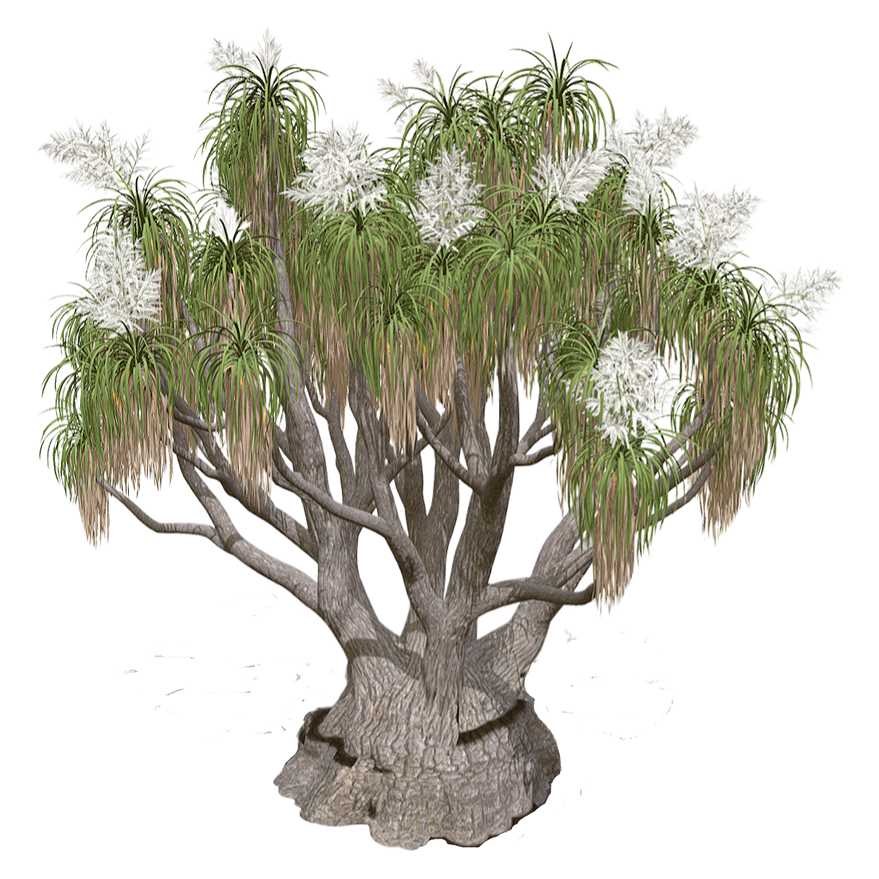 酒瓶兰 | 植物,树木,乔木,树木3D模型,观赏绿植,天门冬科,BeaucarneaRecurvata,象腿树,常青小乔木,酒瓶兰,3D模型,3D打印,3D素材,obj,glTF,fbx,dae,stl,3ds,glb,usdz,3dmax,blender模型,VisionPro,3D建模,3D扫描,3d打印模型