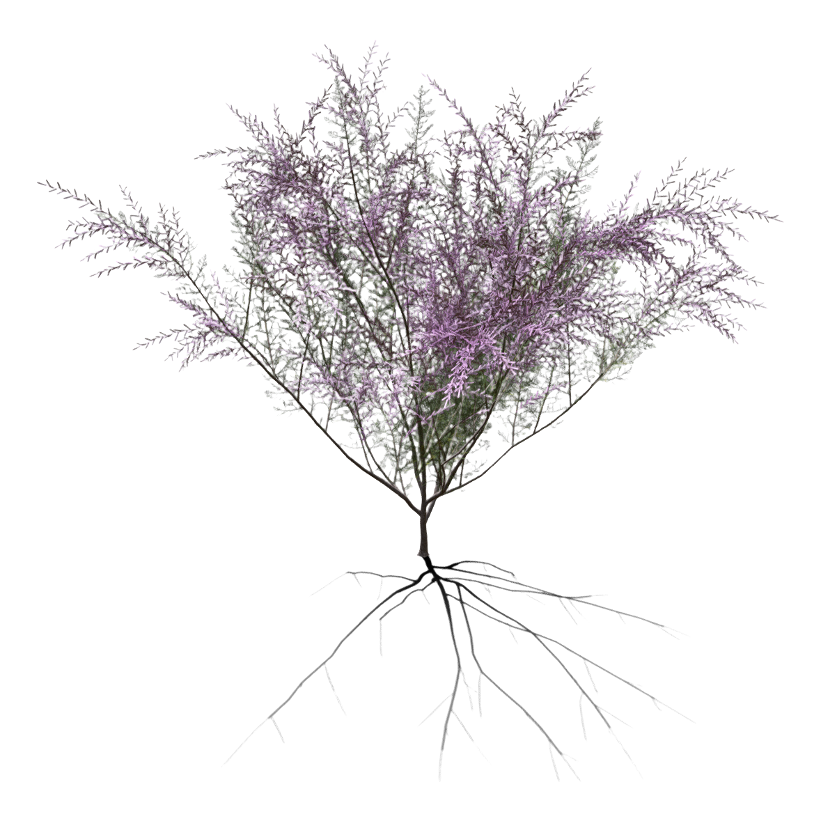 红花多枝柽柳 | 观赏植物,树木,被子植物,柳树,小乔木,杉木3D模型,柽柳科,红花多枝柽柳,TamarixGallica,多枝柽柳,3D模型,3D打印,3D素材,obj,glTF,fbx,dae,stl,3ds,glb,usdz,3dmax,blender模型,VisionPro,3D建模,3D扫描,3d打印模型