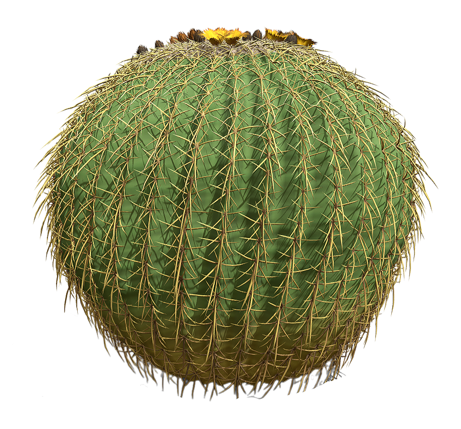 金琥 | 植物,仙人掌科,仙人掌,仙人球,观赏植物,被子植物,EchinocactusGrusoniiHildm.,金琥,金琥仙人球,多浆植物,3D模型,3D打印,3D素材,obj,glTF,fbx,dae,stl,3ds,glb,usdz,3dmax,blender模型,VisionPro,3D建模,3D扫描,3d打印模型