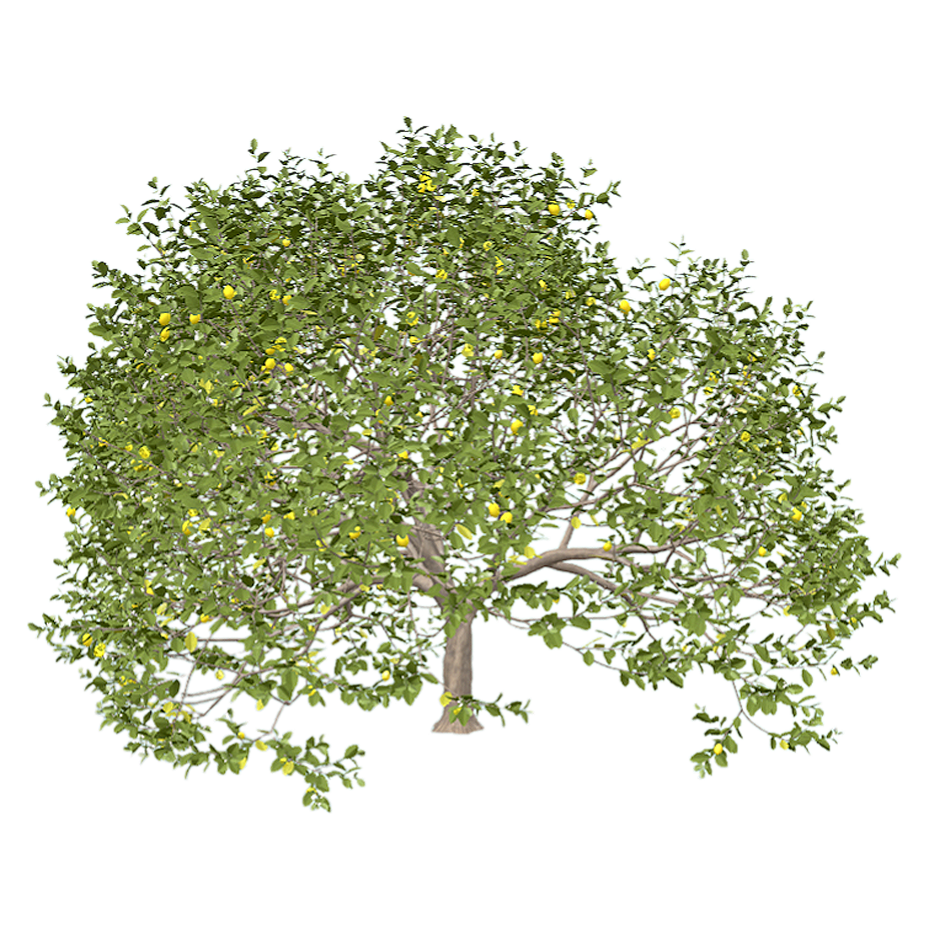 柠檬树 | 柠檬,植物,柠檬树,果树,树木,芸香科,乔木,树木3D模型,被子植物,CitrusXLimon,3D模型,3D打印,3D素材,obj,glTF,fbx,dae,stl,3ds,glb,usdz,3dmax,blender模型,VisionPro,3D建模,3D扫描,3d打印模型