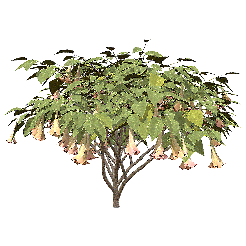 红花木莲 | 花卉,植物,灌木,树木,树木3D模型,小乔木,红花木莲,喇叭花,茄科,BrugmansiaInsignis,3D模型,3D打印,3D素材,obj,glTF,fbx,dae,stl,3ds,glb,usdz,3dmax,blender模型,VisionPro,3D建模,3D扫描,3d打印模型