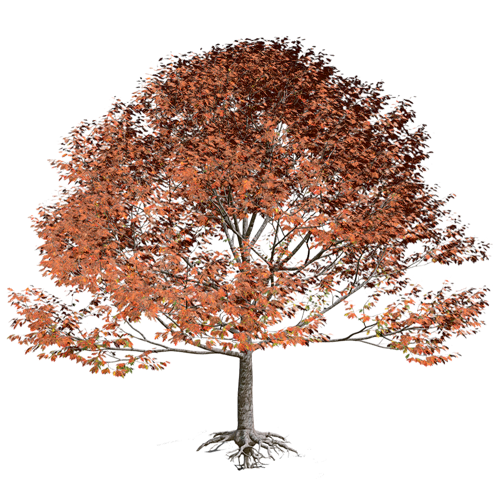 北美红橡 | 植物,橡树,树木,落叶乔木,乔木,树木3D模型,被子植物,壳斗科,QuercusRubra,北美红橡,3D模型,3D打印,3D素材,obj,glTF,fbx,dae,stl,3ds,glb,usdz,3dmax,blender模型,VisionPro,3D建模,3D扫描,3d打印模型