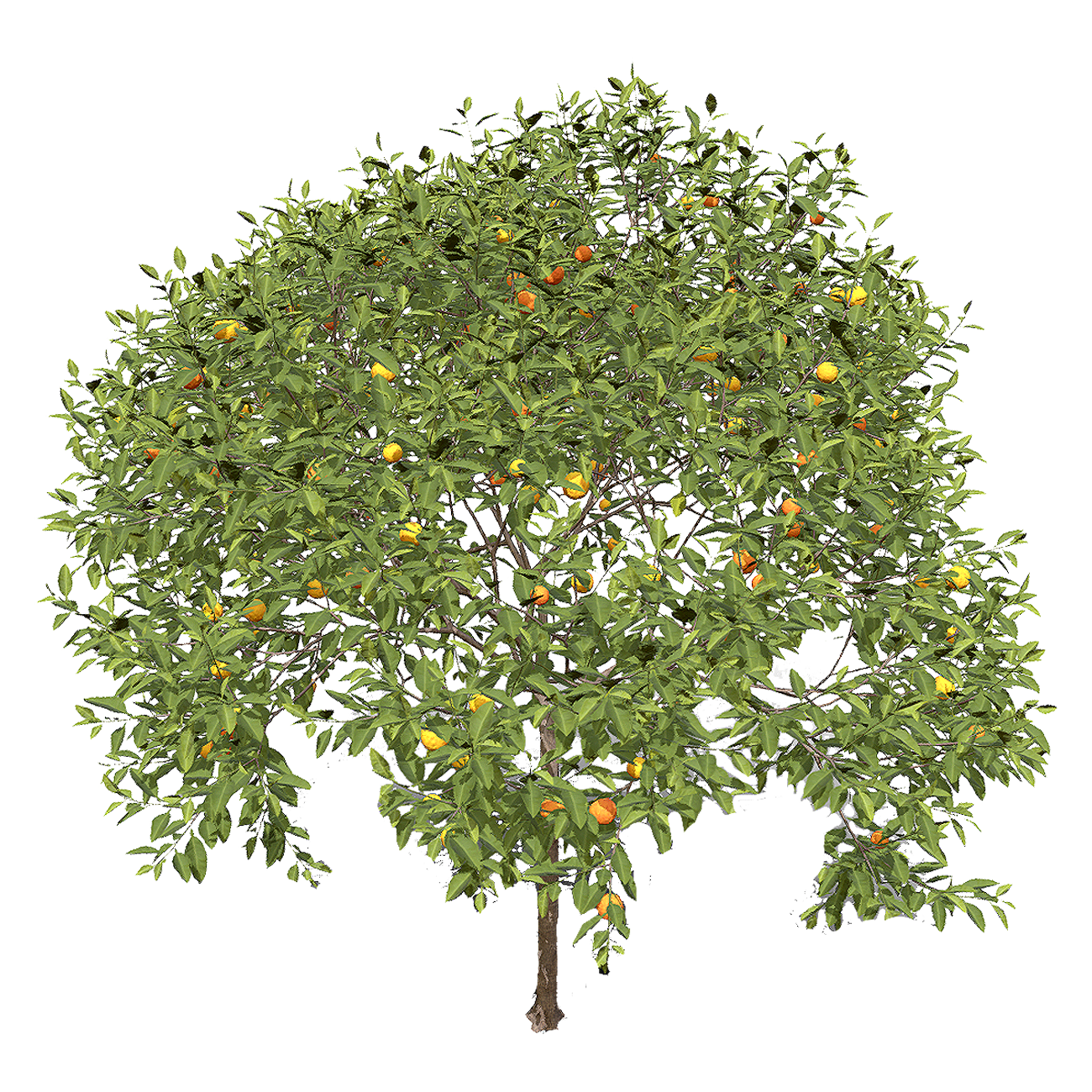 酸橙 | 植物,果树,树木,芸香科,乔木,树木3D模型,被子植物,小乔木,Citrus×AurantiumEngl.,酸橙,3D模型,3D打印,3D素材,obj,glTF,fbx,dae,stl,3ds,glb,usdz,3dmax,blender模型,VisionPro,3D建模,3D扫描,3d打印模型