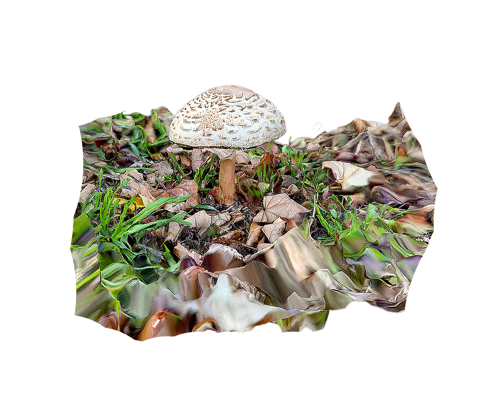 粗鳞青褶伞 | 蘑菇,毒蘑菇,蘑菇3D模型,真菌,菌类,青褶伞,伞菌科,ChlorophyllumRhacodes,粗鳞青褶伞,白蘑菇,3D模型,3D打印,3D素材,obj,glTF,fbx,dae,stl,3ds,glb,usdz,3dmax,blender模型,VisionPro,3D建模,3D扫描,3d打印模型