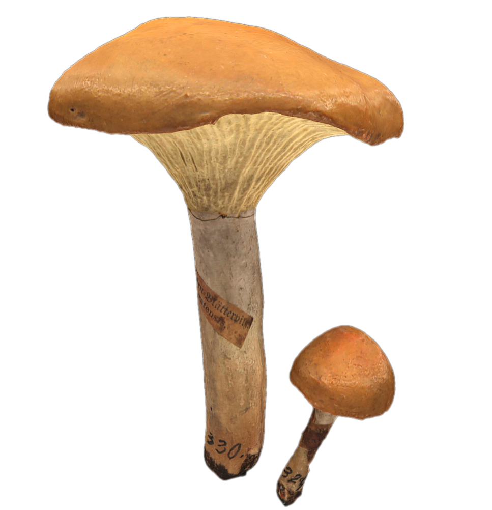 草地蜡伞 | 蘑菇,蘑菇3D模型,真菌,食用菌,菌类,蘑菇科,CuphophyllusPratensis,草地蜡伞,伞菌,鲑色蜡伞,3D模型,3D打印,3D素材,obj,glTF,fbx,dae,stl,3ds,glb,usdz,3dmax,blender模型,VisionPro,3D建模,3D扫描,3d打印模型