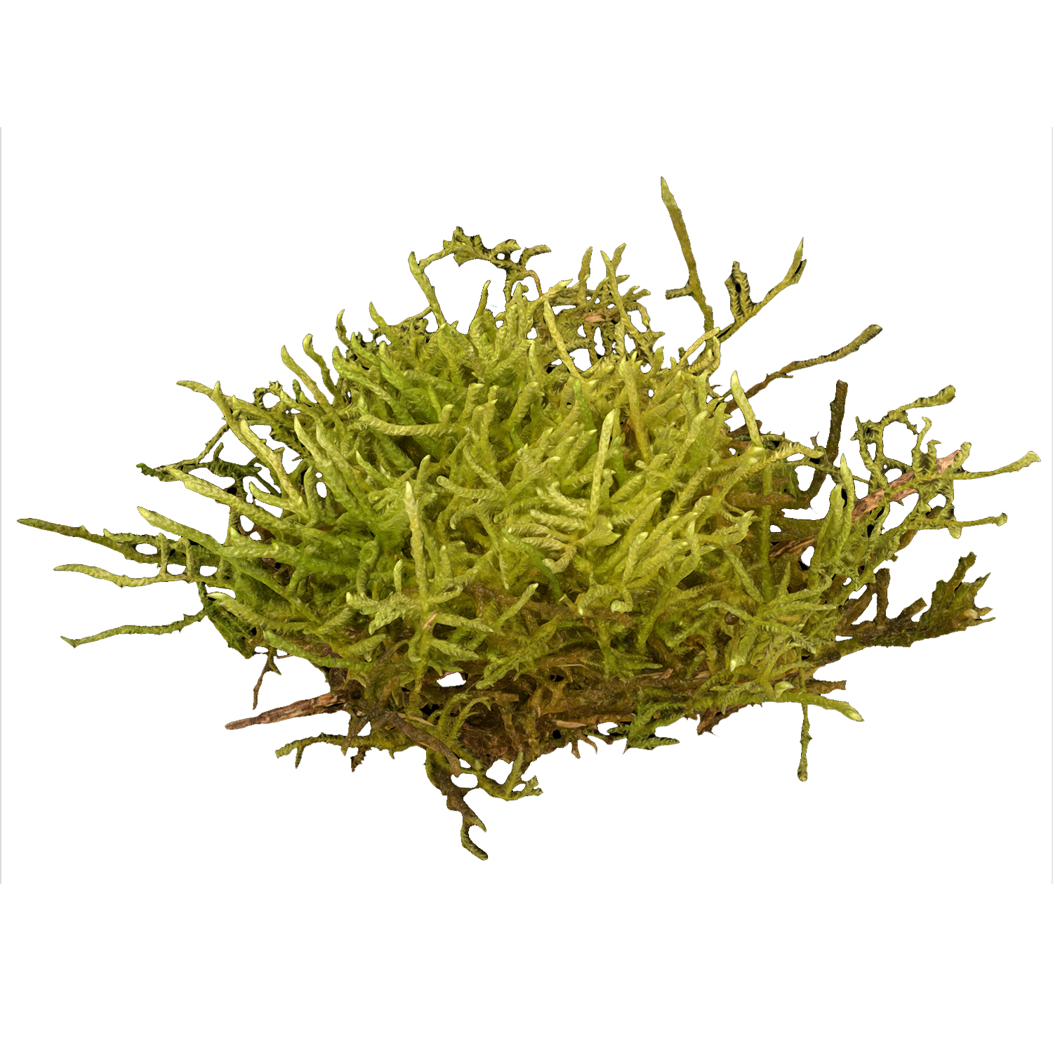 腐木小锦藓 | 植物,热带植物,植物3D模型,苔藓,腐木小锦藓,锦藓,锦藓科,木藓,苔藓植物,HeterophylliumMicrocarpum,3D模型,3D打印,3D素材,obj,glTF,fbx,dae,stl,3ds,glb,usdz,3dmax,blender模型,VisionPro,3D建模,3D扫描,3d打印模型