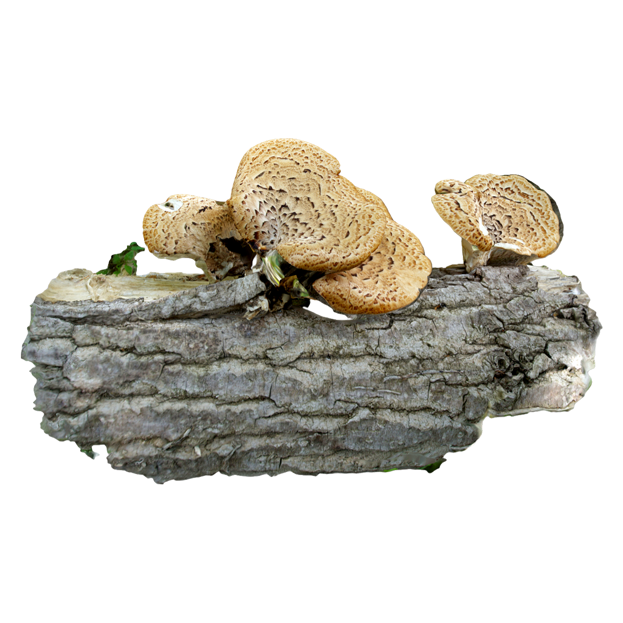 宽鳞多孔菌 | 蘑菇,蘑菇3D模型,真菌,多孔菌科,食用菌,PolyporusSquamosus,菌类,宽鳞多孔菌,野生食用菌,木栖腐生菌,3D模型,3D打印,3D素材,obj,glTF,fbx,dae,stl,3ds,glb,usdz,3dmax,blender模型,VisionPro,3D建模,3D扫描,3d打印模型