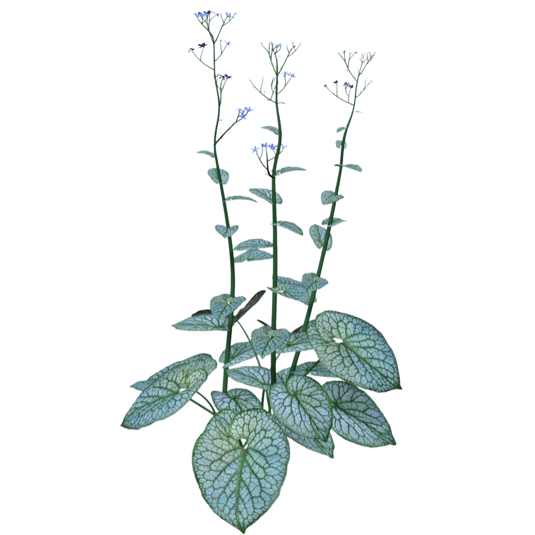 开花的心叶牛舌草 | 花卉,植物,草本植物,花卉3D模型,草类,心叶牛舌草,牛舌草,大勿忘我,牛舌草科,BrunneraMacrophylla,3D模型,3D打印,3D素材,obj,glTF,fbx,dae,stl,3ds,glb,usdz,3dmax,blender模型,VisionPro,3D建模,3D扫描,3d打印模型