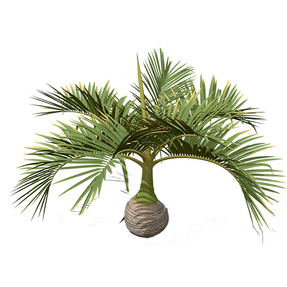 酒瓶椰树苗 | 植物,果树,树木,棕榈树,椰子树,棕榈科,树木3D模型,树苗,酒瓶棕,HyophorbeLagenicaulis,3D模型,3D打印,3D素材,obj,glTF,fbx,dae,stl,3ds,glb,usdz,3dmax,blender模型,VisionPro,3D建模,3D扫描,3d打印模型