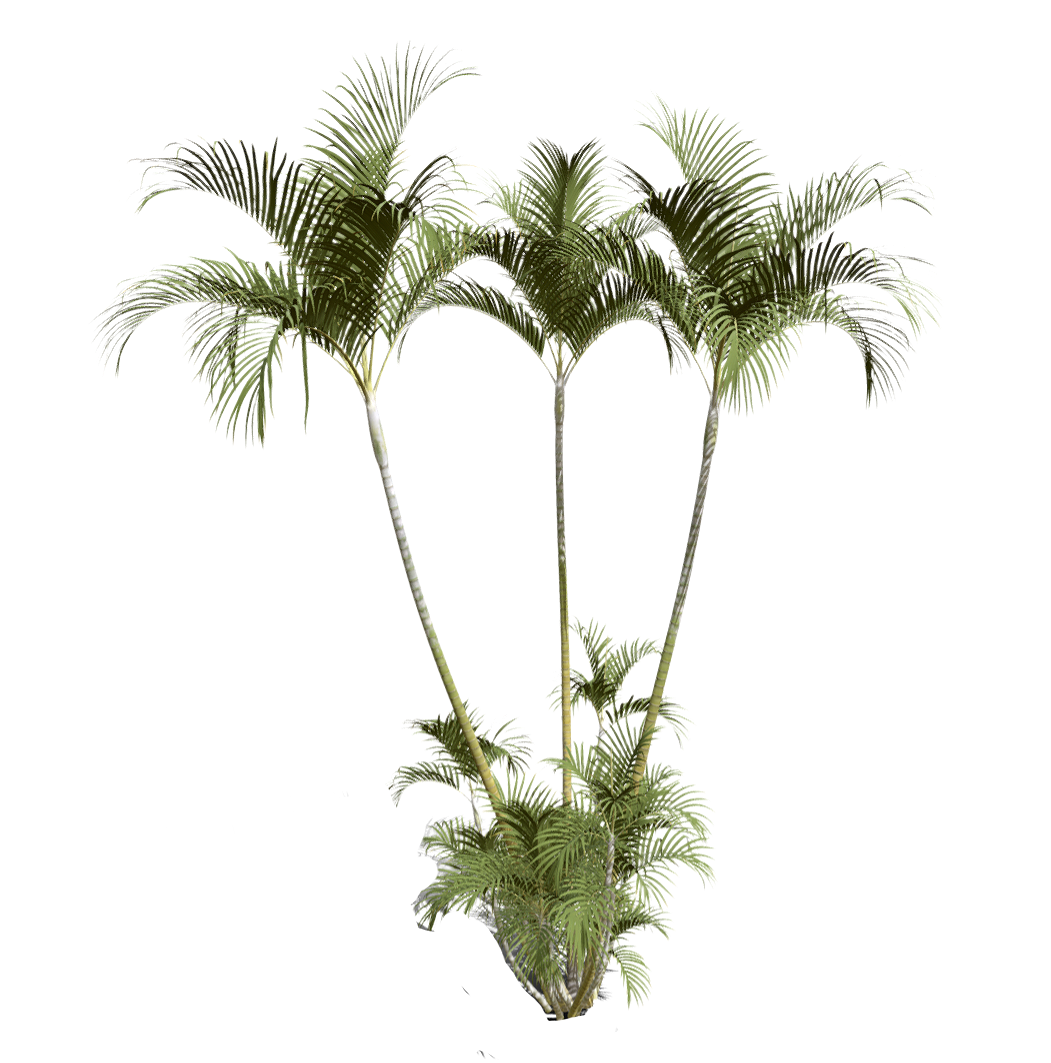 竹棕榈 | 植物,观赏植物,树木,棕榈树,棕榈科,树木3D模型,被子植物,树苗,竹棕榈,DypsisLutescens,3D模型,3D打印,3D素材,obj,glTF,fbx,dae,stl,3ds,glb,usdz,3dmax,blender模型,VisionPro,3D建模,3D扫描,3d打印模型