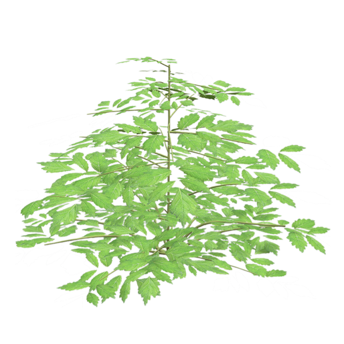 落新妇 | 植物,草本植物,观赏植物,被子植物,虎耳草,草类,草类3D模型,小升麻,AstilbeChinensis,落新妇,3D模型,3D打印,3D素材,obj,glTF,fbx,dae,stl,3ds,glb,usdz,3dmax,blender模型,VisionPro,3D建模,3D扫描,3d打印模型