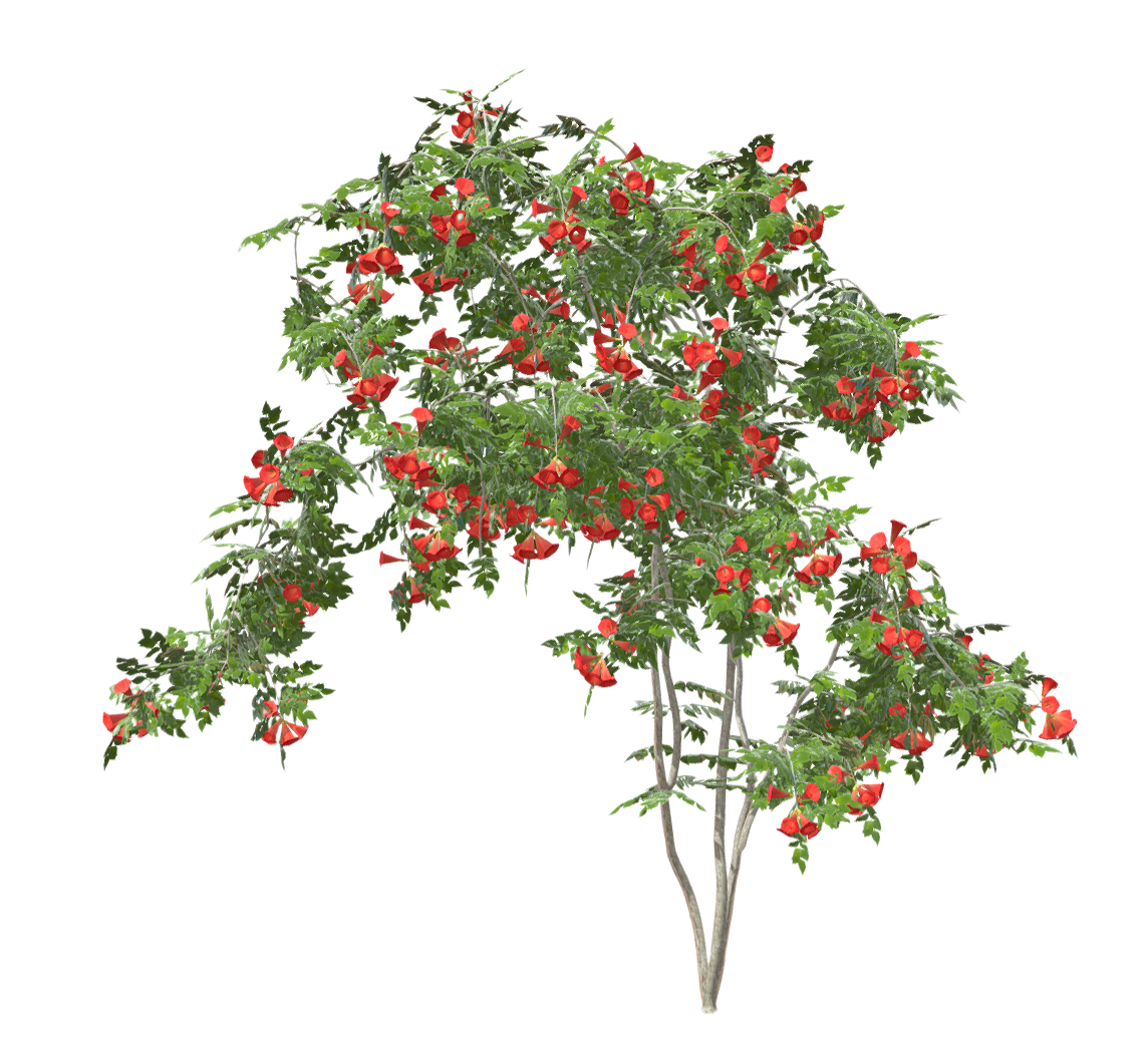 厚萼凌霄 | 花卉,植物,灌木,观赏植物,灌木3D模型,被子植物,藤本植物,紫葳科,厚萼凌霄,CampsisRadicans,3D模型,3D打印,3D素材,obj,glTF,fbx,dae,stl,3ds,glb,usdz,3dmax,blender模型,VisionPro,3D建模,3D扫描,3d打印模型