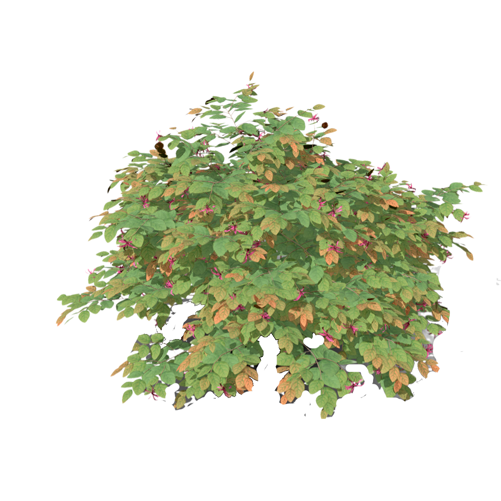 红花檵木 | 植物,灌木,观赏植物,树木,灌木3D模型,常绿灌木,红花檵木,红继木,金缕梅科,LoropetalumChinense,3D模型,3D打印,3D素材,obj,glTF,fbx,dae,stl,3ds,glb,usdz,3dmax,blender模型,VisionPro,3D建模,3D扫描,3d打印模型