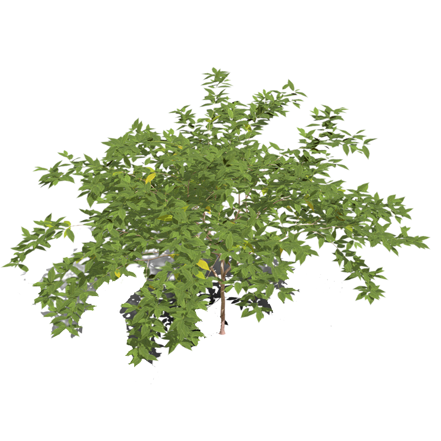 假连翘 | 花卉,植物,灌木,观赏植物,灌木3D模型,被子植物,常绿灌木,马鞭草科,假连翘,DurantaErecta,3D模型,3D打印,3D素材,obj,glTF,fbx,dae,stl,3ds,glb,usdz,3dmax,blender模型,VisionPro,3D建模,3D扫描,3d打印模型