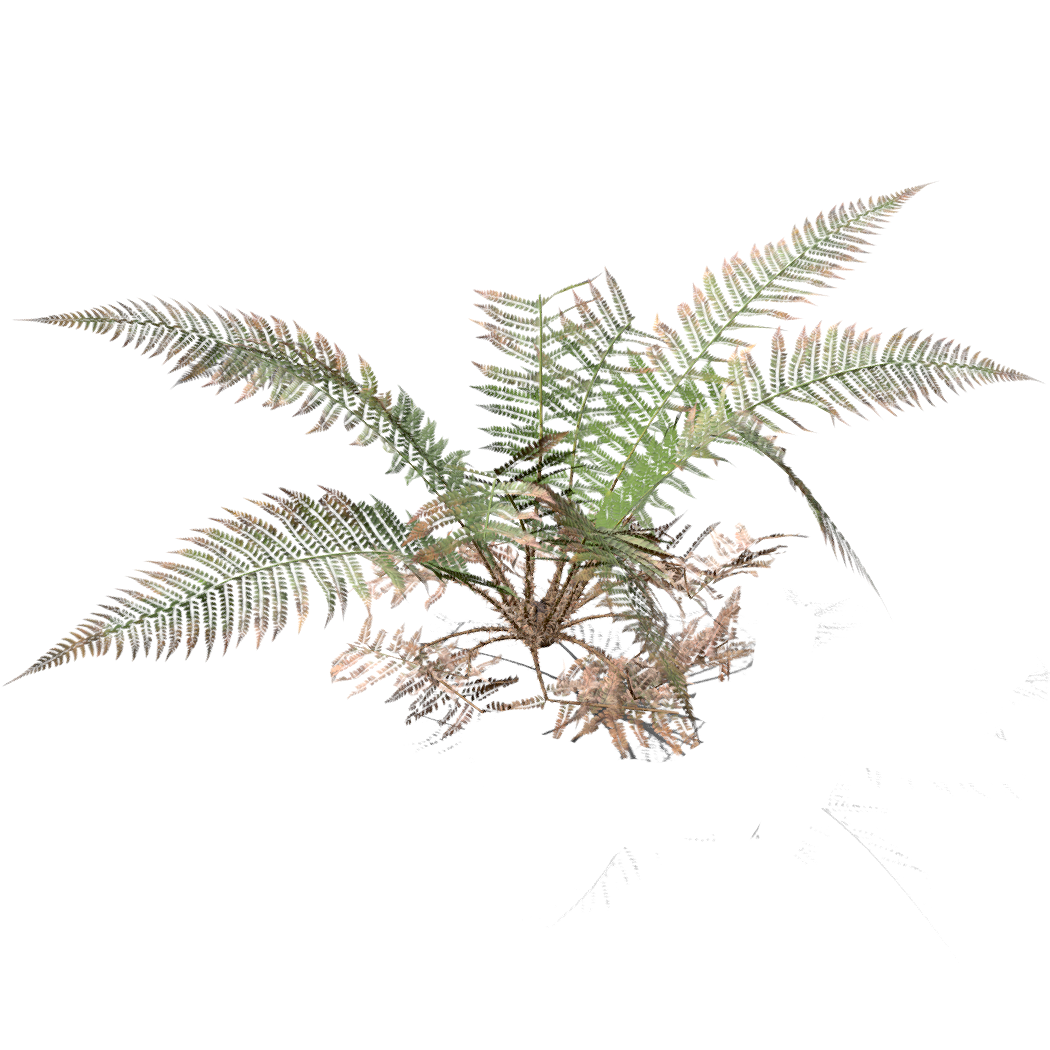欧洲鳞毛蕨 | 植物,草本植物,草药,蕨类植物,蕨类,药材,草类3D模型,鳞毛蕨,欧洲鳞毛蕨,DryopterisFilix-mas,3D模型,3D打印,3D素材,obj,glTF,fbx,dae,stl,3ds,glb,usdz,3dmax,blender模型,VisionPro,3D建模,3D扫描,3d打印模型