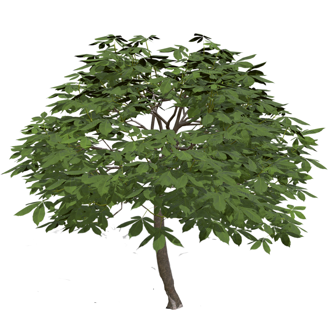 红七叶树苗 | 植物,落叶灌木,树木,乔木,树木3D模型,被子植物,无患子科,红七叶树,鞭炮树,Aesculuspavia,3D模型,3D打印,3D素材,obj,glTF,fbx,dae,stl,3ds,glb,usdz,3dmax,blender模型,VisionPro,3D建模,3D扫描,3d打印模型