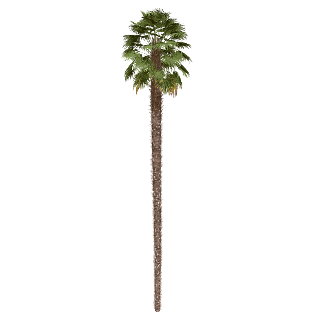 棕榈树 | 植物,棕榈,树木,常绿乔木,棕榈树,乔木,棕榈科,树木3D模型,TrachycarpusFortunei,唐棕,3D模型,3D打印,3D素材,obj,glTF,fbx,dae,stl,3ds,glb,usdz,3dmax,blender模型,VisionPro,3D建模,3D扫描,3d打印模型