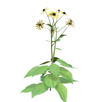 橙锥花