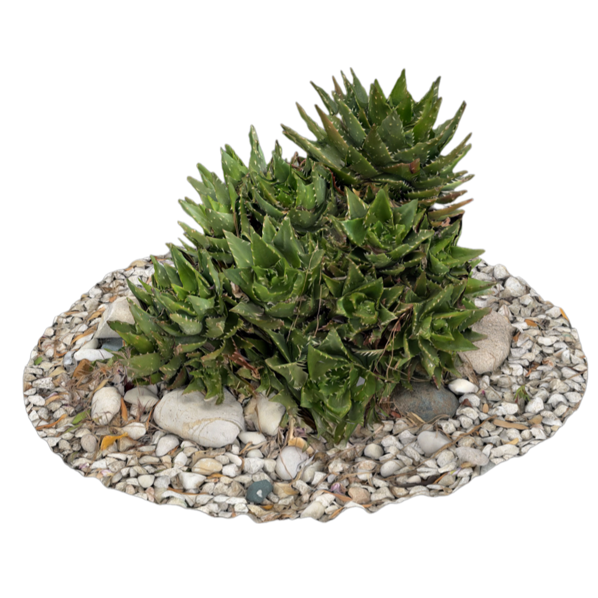 翡翠殿 | 多肉植物,植物,草本植物,室内绿植,观赏植物,芦荟,百合科,被子植物,AloeSquarrosa,翡翠殿芦荟,3D模型,3D打印,3D素材,obj,glTF,fbx,dae,stl,3ds,glb,usdz,3dmax,blender模型,VisionPro,3D建模,3D扫描,3d打印模型