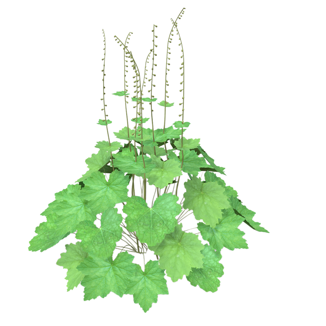 流苏杯 | 植物,草本植物,常绿植物,被子植物,观赏绿植,草类,草类3D模型,流苏杯,TellimaGrandiflora,短花茶花,3D模型,3D打印,3D素材,obj,glTF,fbx,dae,stl,3ds,glb,usdz,3dmax,blender模型,VisionPro,3D建模,3D扫描,3d打印模型