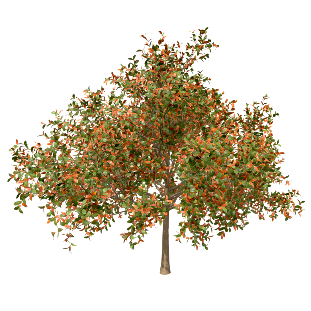 黑樱桃 | 果树,树木,乔木,树木3D模型,被子植物,蔷薇科,PrunusMaximowicziiRupr.,黑樱桃,樱桃树,深山樱,3D模型,3D打印,3D素材,obj,glTF,fbx,dae,stl,3ds,glb,usdz,3dmax,blender模型,VisionPro,3D建模,3D扫描,3d打印模型