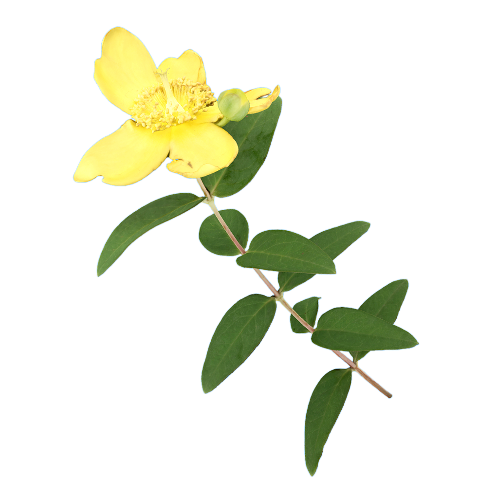金丝桃花