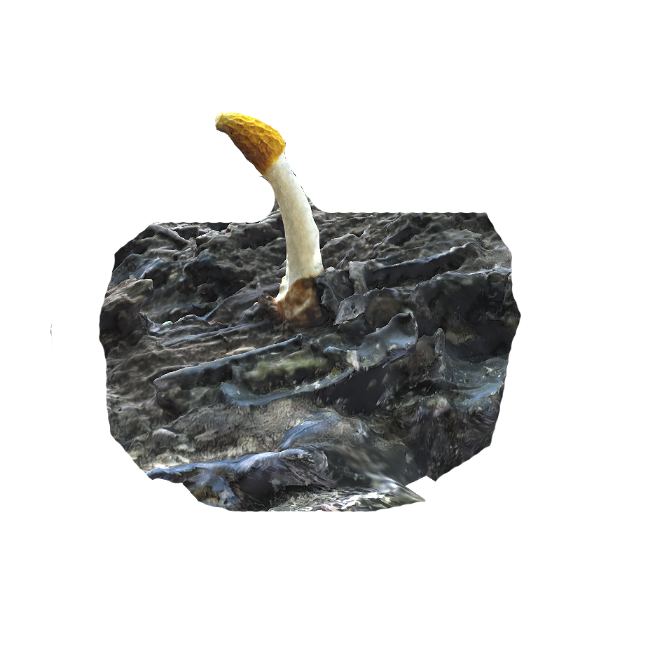 重脉鬼笔 | 蘑菇,蘑菇3D模型,真菌,可食用菌,食用菌,菌类,野生食用菌,鬼笔科,重脉鬼笔,鬼笔菌,3D模型,3D打印,3D素材,obj,glTF,fbx,dae,stl,3ds,glb,usdz,3dmax,blender模型,VisionPro,3D建模,3D扫描,3d打印模型