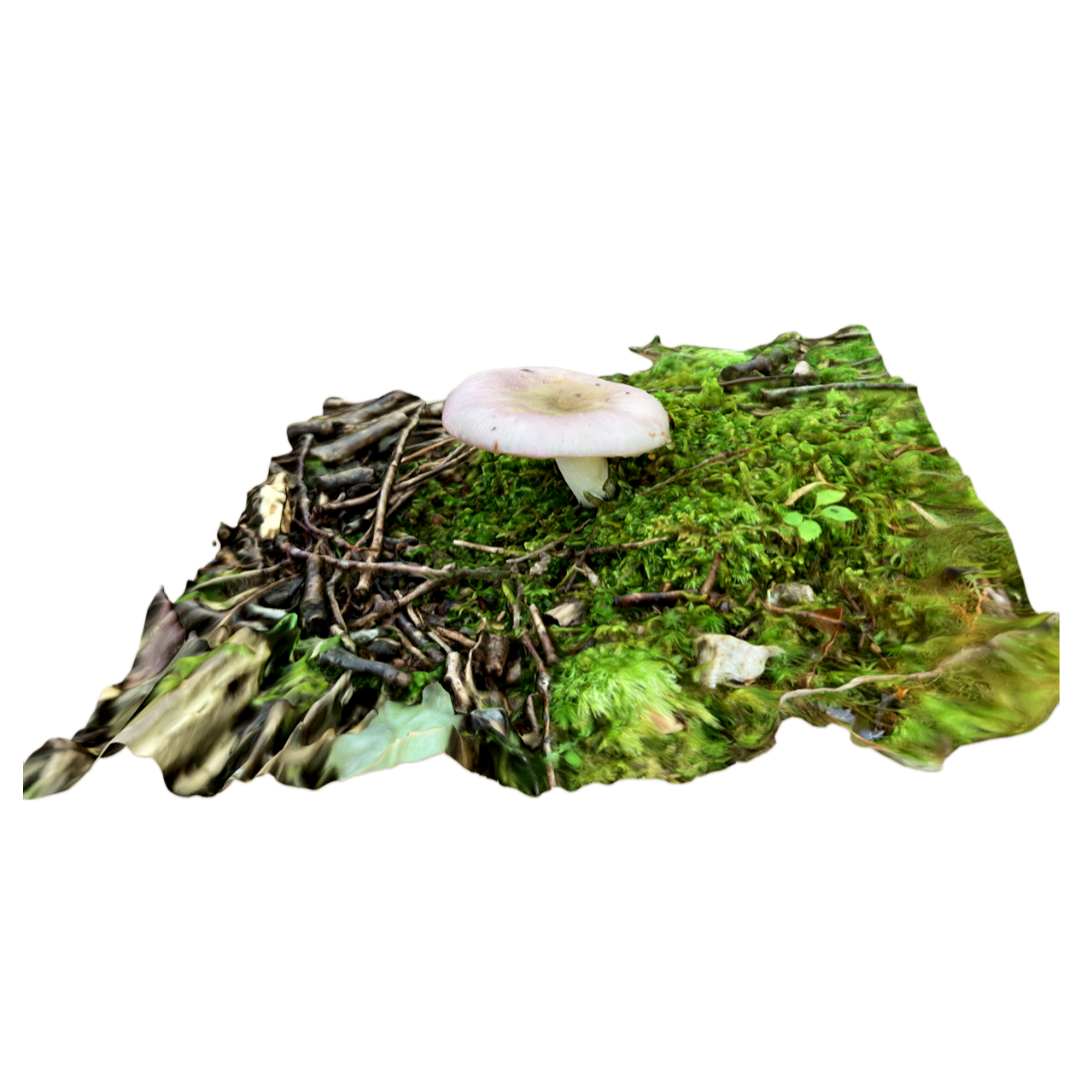 蓝黄红菇 | 蘑菇,蘑菇3D模型,真菌,可食用菌,菌类,红菇科,野生食用菌,红菇,蓝黄红菇,RussulaCyanoxantha,3D模型,3D打印,3D素材,obj,glTF,fbx,dae,stl,3ds,glb,usdz,3dmax,blender模型,VisionPro,3D建模,3D扫描,3d打印模型