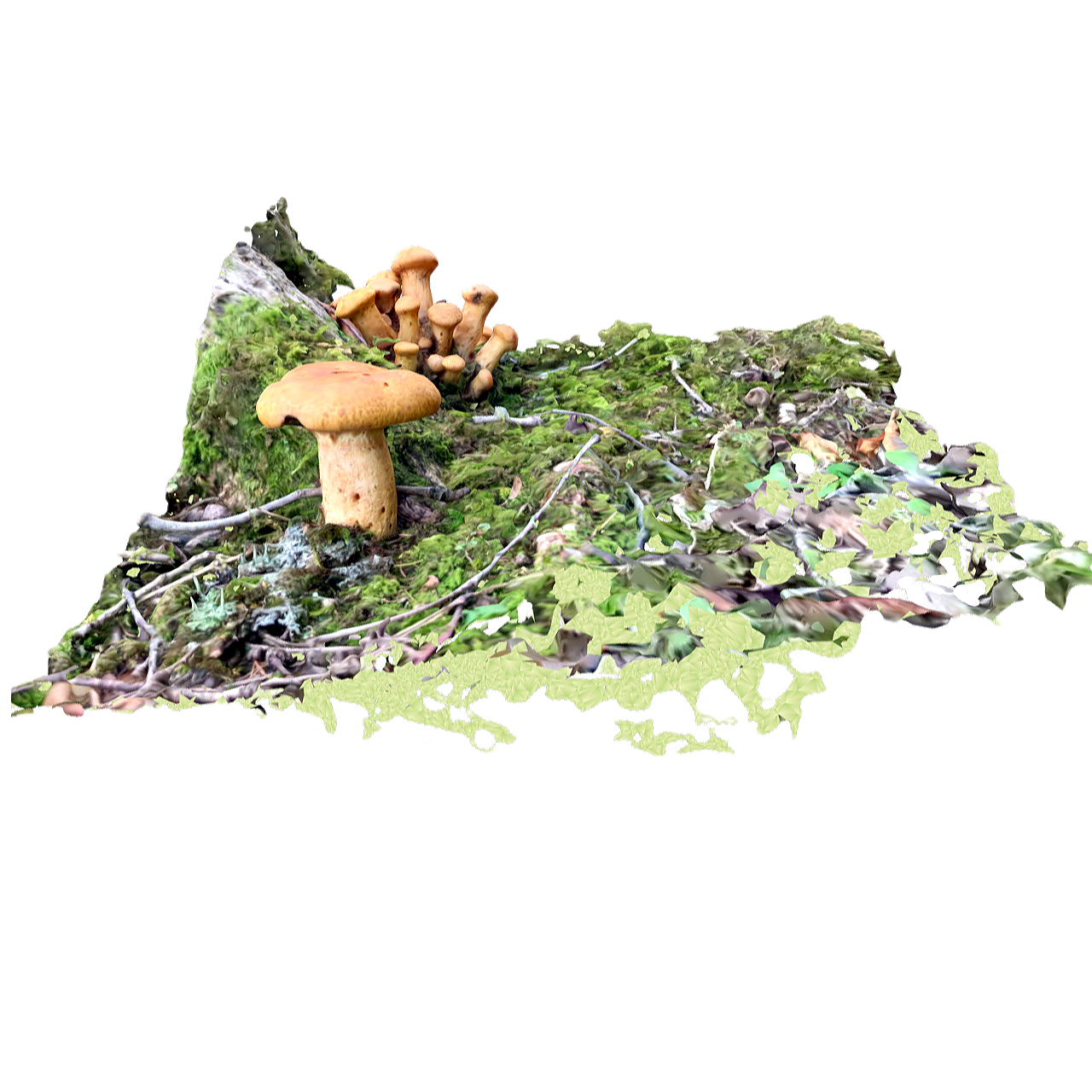 橙裸伞 | 蘑菇,野生蘑菇,蘑菇3D模型,真菌,可食用菌,伞菌,野生食用菌,橙裸伞,GymnopilusJunonius,腹菌科,3D模型,3D打印,3D素材,obj,glTF,fbx,dae,stl,3ds,glb,usdz,3dmax,blender模型,VisionPro,3D建模,3D扫描,3d打印模型