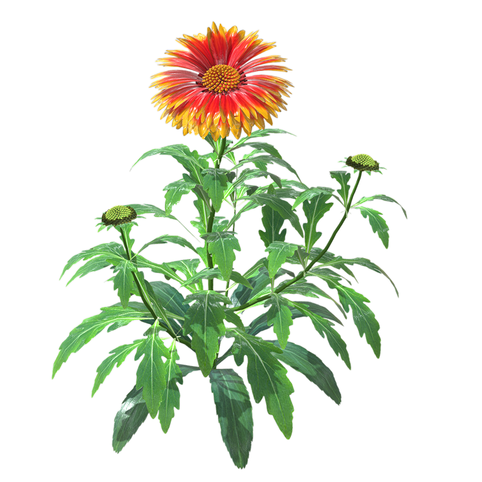 天人菊 | 花卉,植物,草本植物,花卉3D模型,菊花,菊科,被子植物,GaillardiaPulchellaFoug.,天人菊,虎皮菊,3D模型,3D打印,3D素材,obj,glTF,fbx,dae,stl,3ds,glb,usdz,3dmax,blender模型,VisionPro,3D建模,3D扫描,3d打印模型