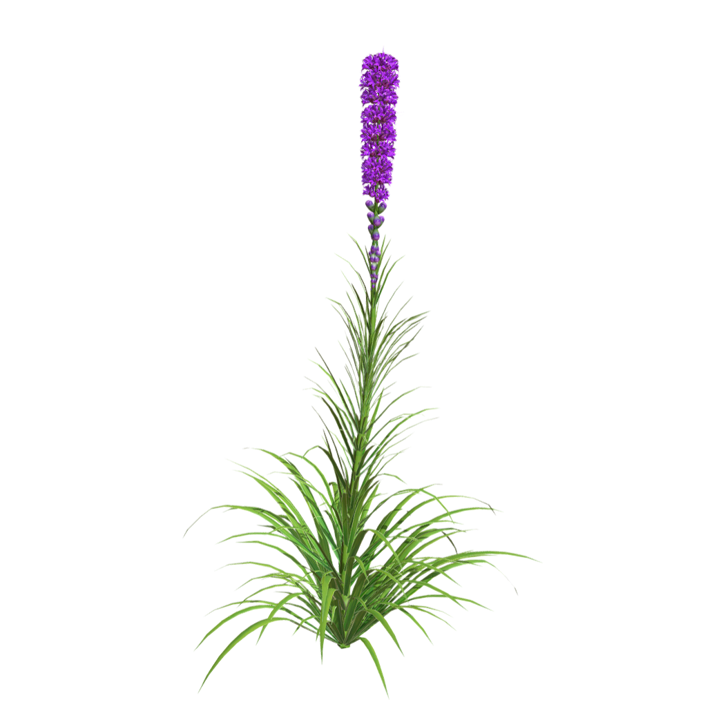 蛇鞭菊 | 花卉,植物,草本植物,花卉3D模型,菊花,菊科,被子植物,LiatrisSpicata,蛇鞭菊,麒麟菊,3D模型,3D打印,3D素材,obj,glTF,fbx,dae,stl,3ds,glb,usdz,3dmax,blender模型,VisionPro,3D建模,3D扫描,3d打印模型