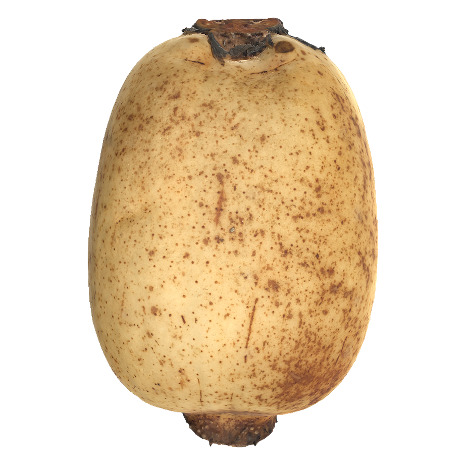 藕 | 蔬菜,植物,食材,藕,蔬菜3D模型,农作物,被子植物,莲藕,莲科,水生草本植物,3D模型,3D打印,3D素材,obj,glTF,fbx,dae,stl,3ds,glb,usdz,3dmax,blender模型,VisionPro,3D建模,3D扫描,3d打印模型