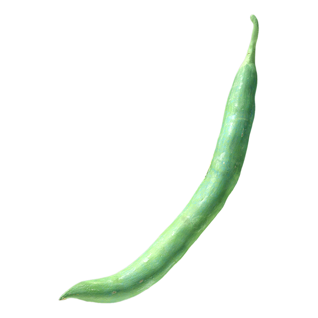 豆角 | 蔬菜,植物,食材,蔬菜3D模型,农作物,豆科,豆子,豆角,攀援植物,豇豆,3D模型,3D打印,3D素材,obj,glTF,fbx,dae,stl,3ds,glb,usdz,3dmax,blender模型,VisionPro,3D建模,3D扫描,3d打印模型