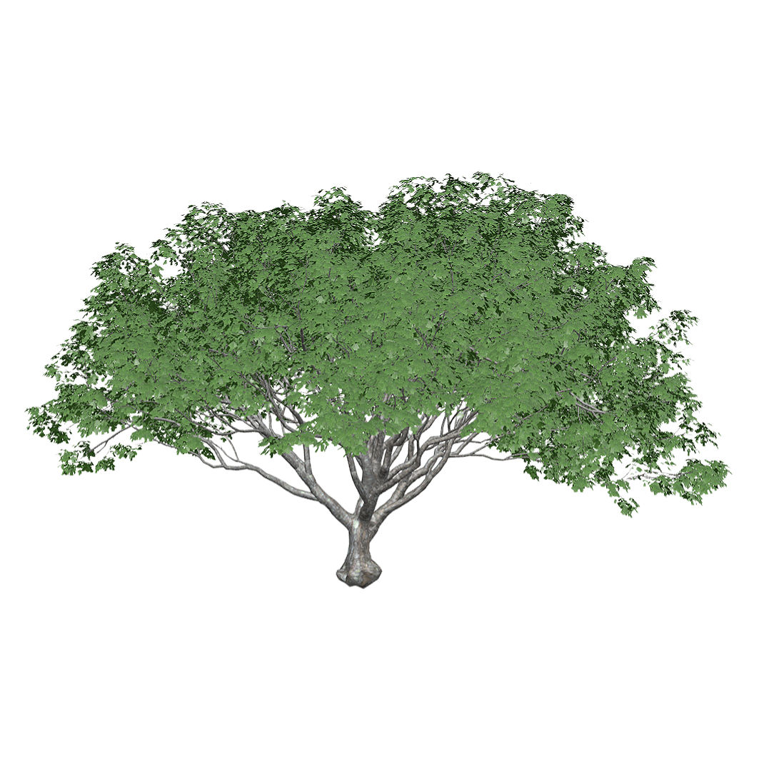 榆树3D模型 | 植物,树木,落叶乔木,乔木,树木3D模型,被子植物,榆树,榆科,大树,榆钱,3D模型,3D打印,3D素材,obj,glTF,fbx,dae,stl,3ds,glb,usdz,3dmax,blender模型,VisionPro,3D建模,3D扫描,3d打印模型