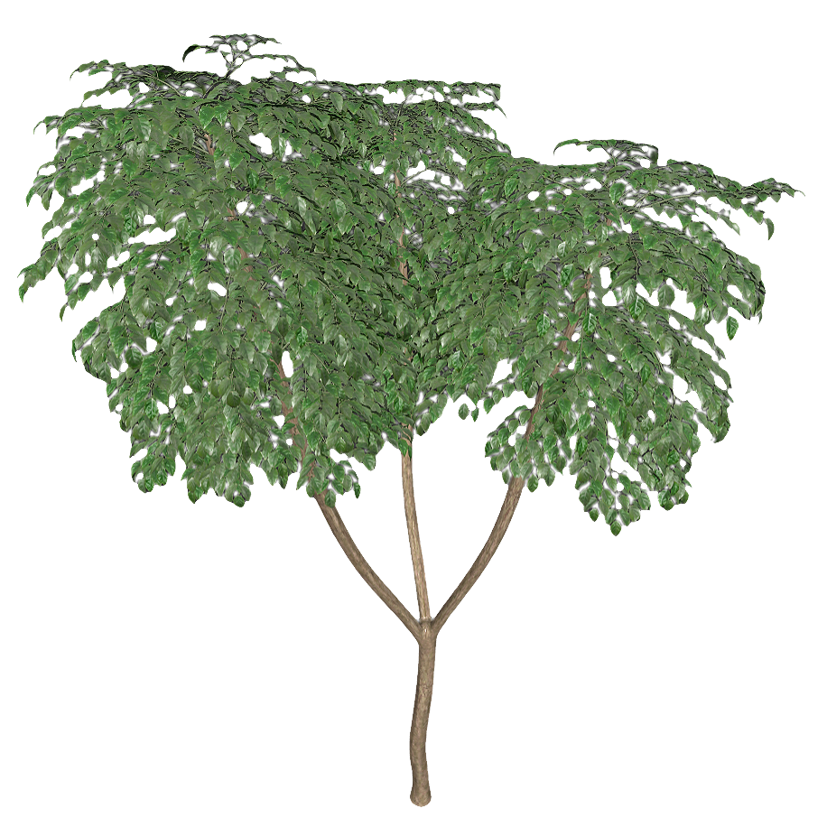 四季桂3D模型 | 植物,树木,树木3D模型,被子植物,小乔木,桂花树,四季桂,木樨科,桂树,月月桂,3D模型,3D打印,3D素材,obj,glTF,fbx,dae,stl,3ds,glb,usdz,3dmax,blender模型,VisionPro,3D建模,3D扫描,3d打印模型