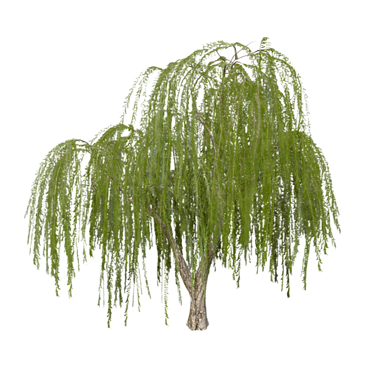 柳树3D模型 | 植物,树,树木,常绿乔木,乔木,树木3D模型,裸子植物,柳树,杨柳科,杨柳,3D模型,3D打印,3D素材,obj,glTF,fbx,dae,stl,3ds,glb,usdz,3dmax,blender模型,VisionPro,3D建模,3D扫描,3d打印模型