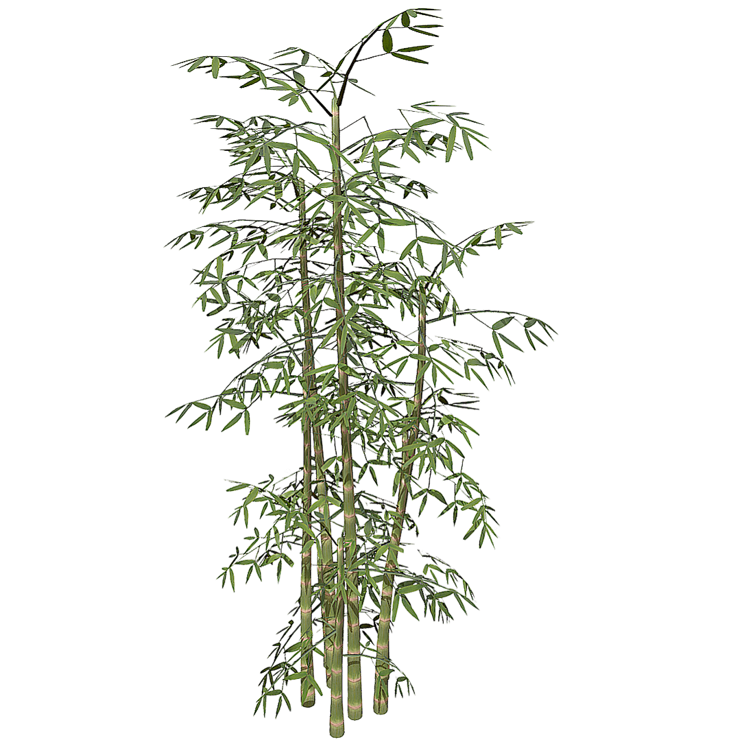 竹3D模型 | 植物,草本植物,竹子,被子植物,禾本科,竹,bamboo,Bambusoideae,常绿浅根性植物,竹丛,3D模型,3D打印,3D素材,obj,glTF,fbx,dae,stl,3ds,glb,usdz,3dmax,blender模型,VisionPro,3D建模,3D扫描,3d打印模型